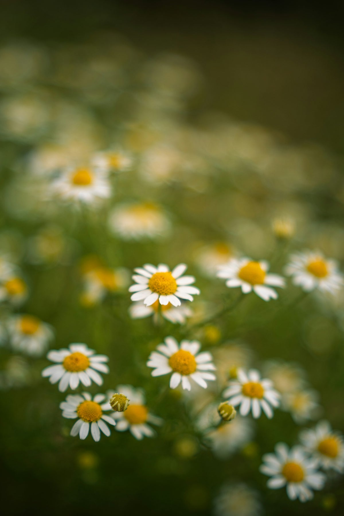 Golden Chamomile